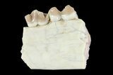 Oreodont (Leptauchenia) Jaw Section - South Dakota #73658-1